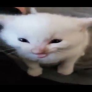 Meet your Posher, Jake